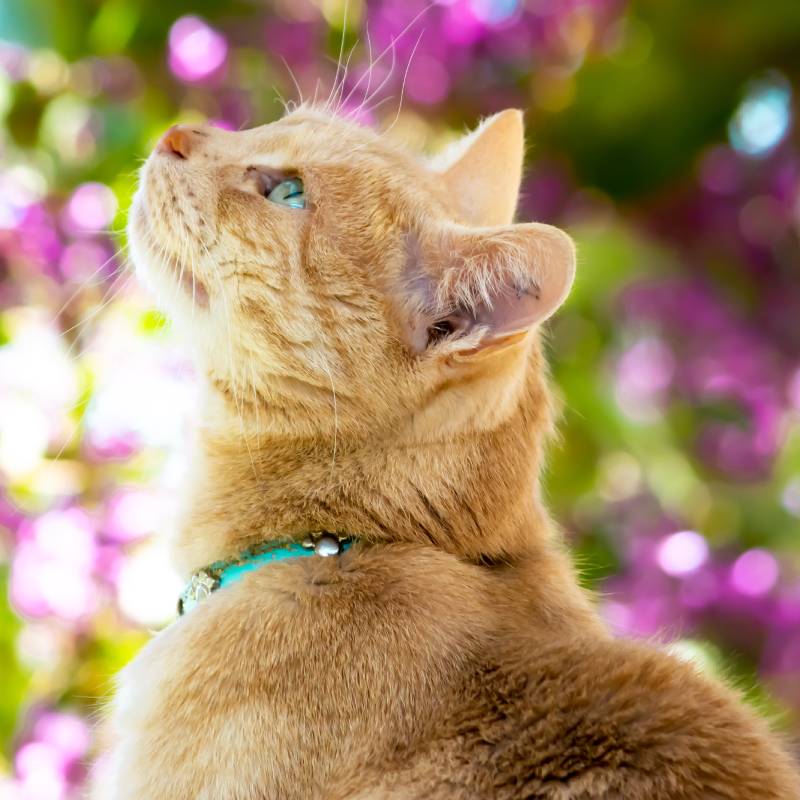 Funerale A Quattro Zampe La Nostra Missione