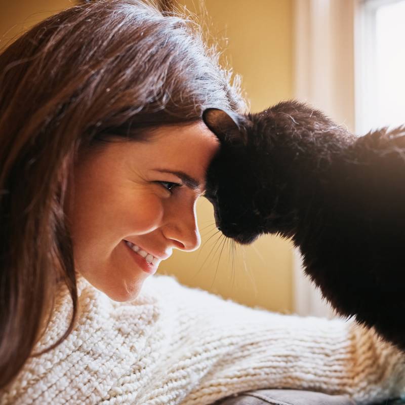 Funerale A Quattro Zampe La Nostra Missione