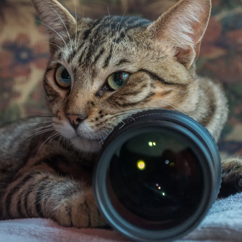 Funerale A Quattro Zampe La Nostra Missione